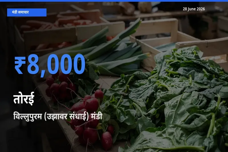 विल्लुपुरम (उझावर संधाई) में तोरई का आज सबसे ऊँचा भाव
