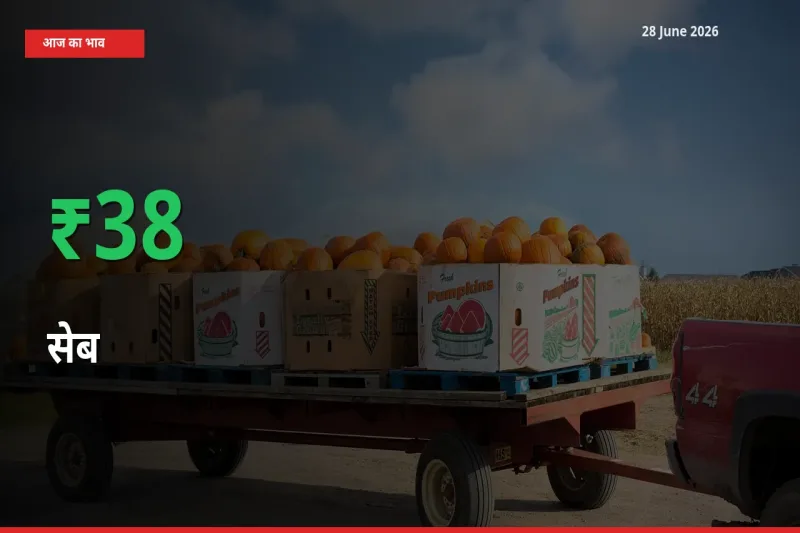 सेब 38.24% उछला, मंडी