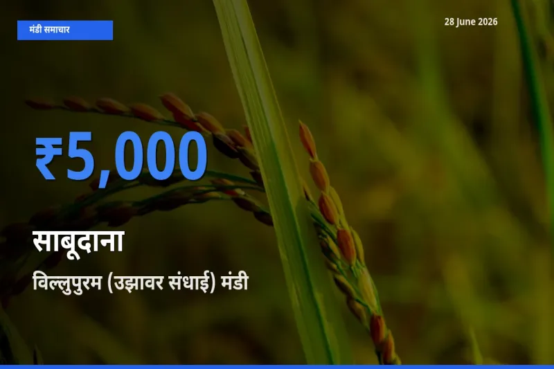 विल्लुपुरम (उझावर संधाई) में साबूदाना का आज सबसे ऊँचा भाव