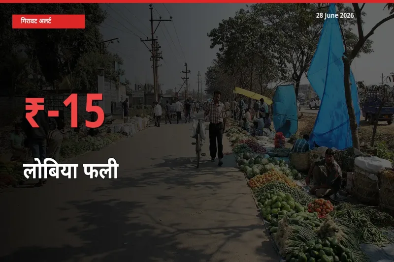 15.27% की गिरावट! मंडी में लोबिया फली के दाम अचानक टूटे