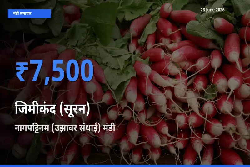 किसानों की पसंद बना नागपट्टिनम (उझावर संधाई), जिमीकंद (सूरन) के सबसे अच्छे दाम
