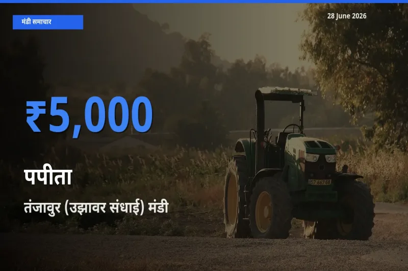 तंजावुर (उझावर संधाई) में पपीता का आज सबसे ऊँचा भाव