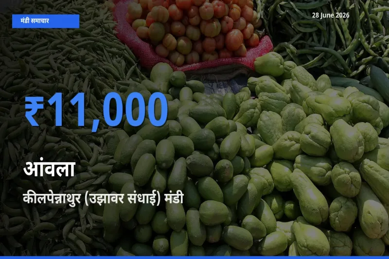 आज आंवला के सबसे ऊँचे दाम ₹11,000 कीलपेन्नाथुर (उझावर संधाई) मंडी में