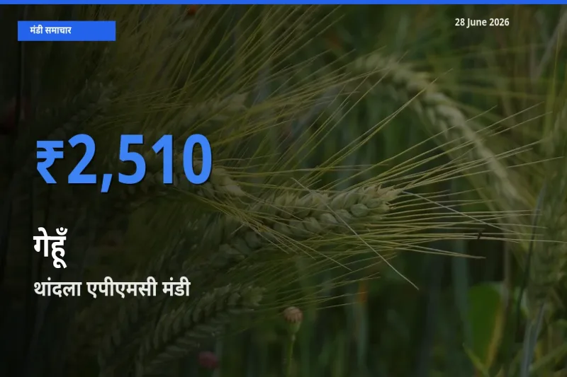 आज का मंडी भाव: गेहूँ के सबसे ज़्यादा दाम थांदला एपीएमसी में