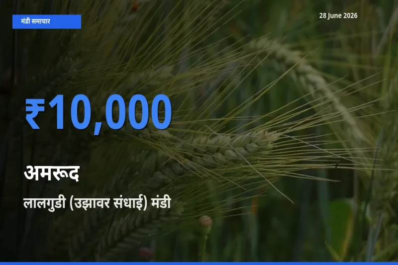 लालगुडी (उझावर संधाई) मंडी में आज अमरूद के सबसे ऊँचे दाम दर्ज