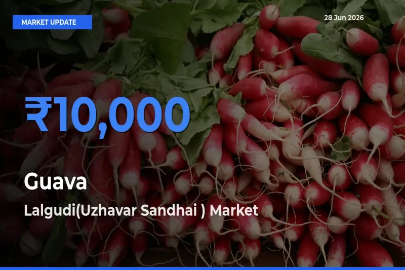 Lalgudi(Uzhavar Sandhai ) Leads as Top Mandi for Guava Prices