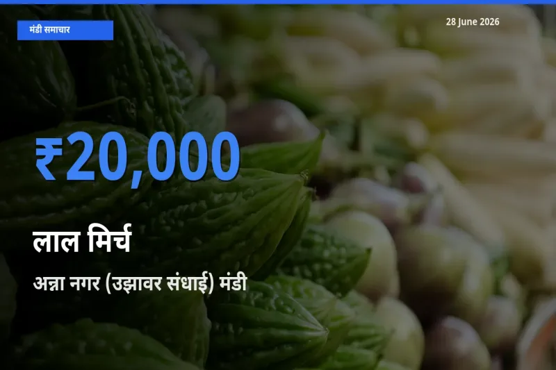 बाज़ार संकेत: अन्ना नगर (उझावर संधाई) बना लाल मिर्च के लिए आज की टॉप मंडी
