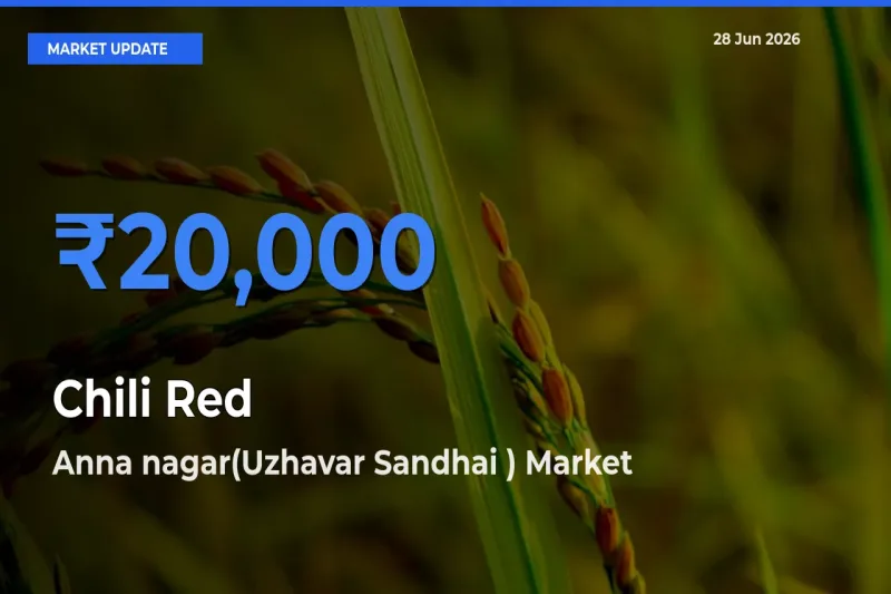 Anna nagar(Uzhavar Sandhai ) Tops Chili Red Rates – June 28 Market Update