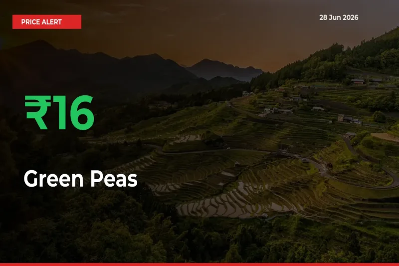 This Mandi Records 16.45% Jump in Green Peas Prices
