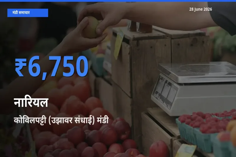 कोविलपट्टी (उझावर संधाई) मंडी में नारियल ₹6,750 पर पहुँचा – आज का सर्वोच्च भाव