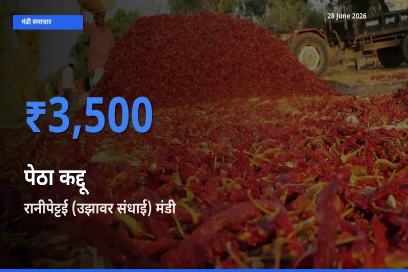 टॉप मंडी बना रानीपेट्टई (उझावर संधाई)! पेठा कद्दू के सबसे ऊँचे दाम यहीं दर्ज
