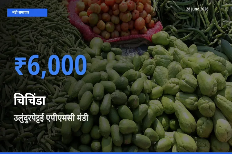 टॉप मंडी बना उलुंदुरपेट्टई एपीएमसी! चिचिंडा के सबसे ऊँचे दाम यहीं दर्ज