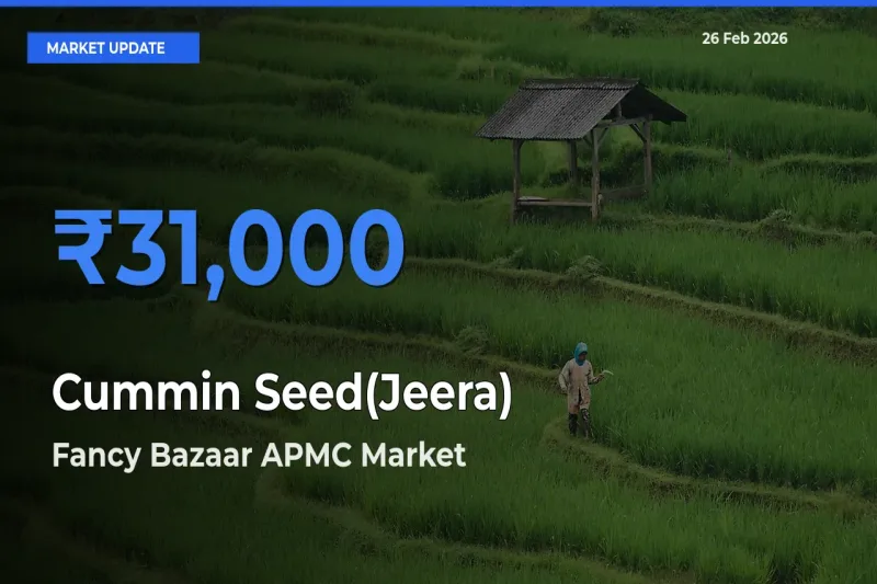 Fancy Bazaar APMC Emerges as Top Mandi for Cummin Seed(Jeera) Prices Today