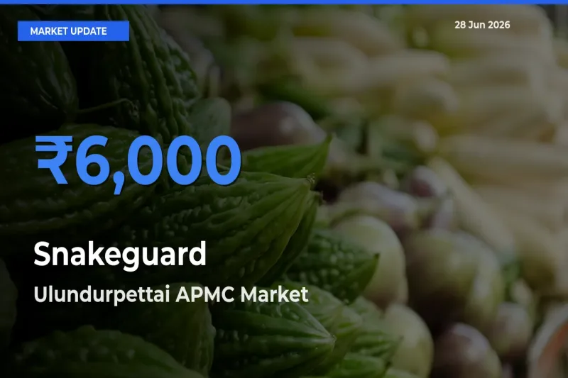 Ulundurpettai APMC Offers ₹6,000 – Highest Snakeguard Rate Today