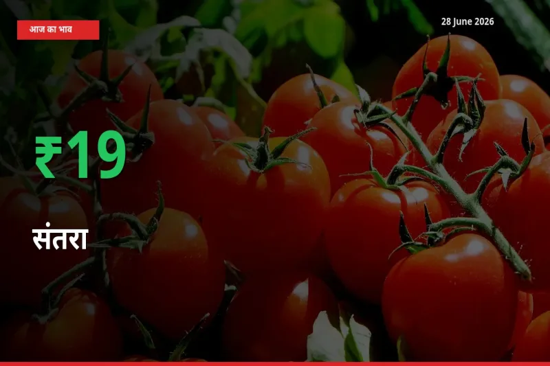 संतरा 19.22% उछला, मंडी