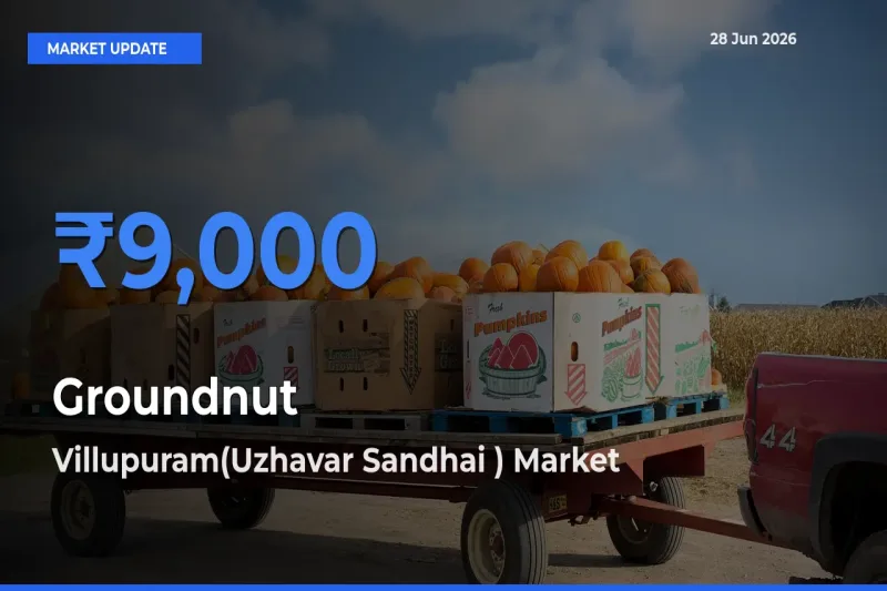 Market Watch: Villupuram(Uzhavar Sandhai ) Becomes Top Mandi for Groundnut