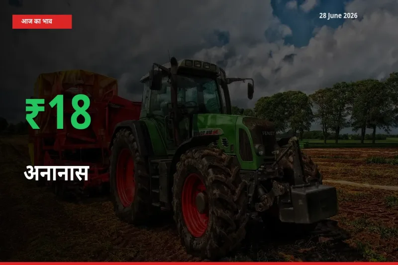 28 June अपडेट: अनानास के दाम मंडी में 18% उछले