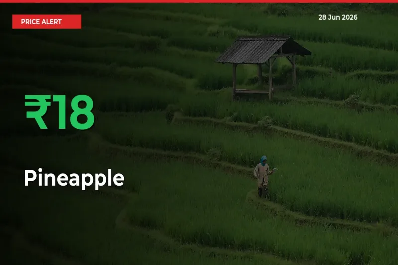 Farmers Cheer as Pineapple Prices Surge 18% in Local Mandis