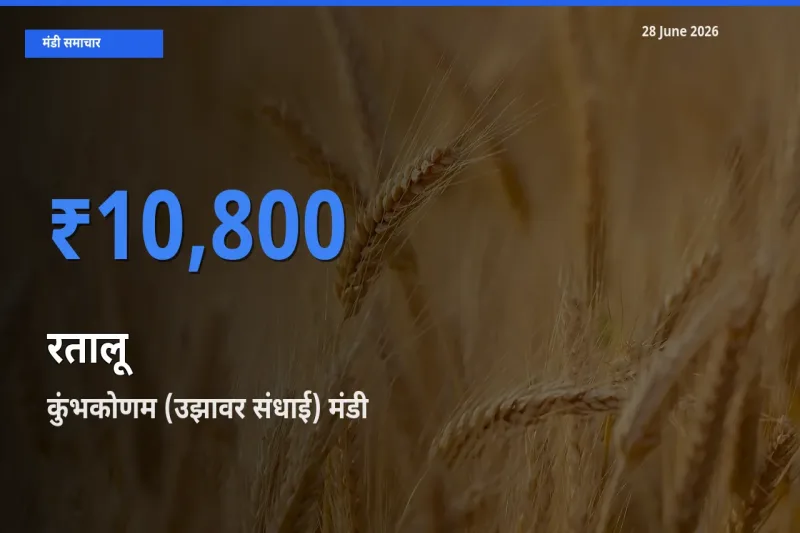 बाज़ार संकेत: कुंभकोणम (उझावर संधाई) बना रतालू के लिए आज की टॉप मंडी