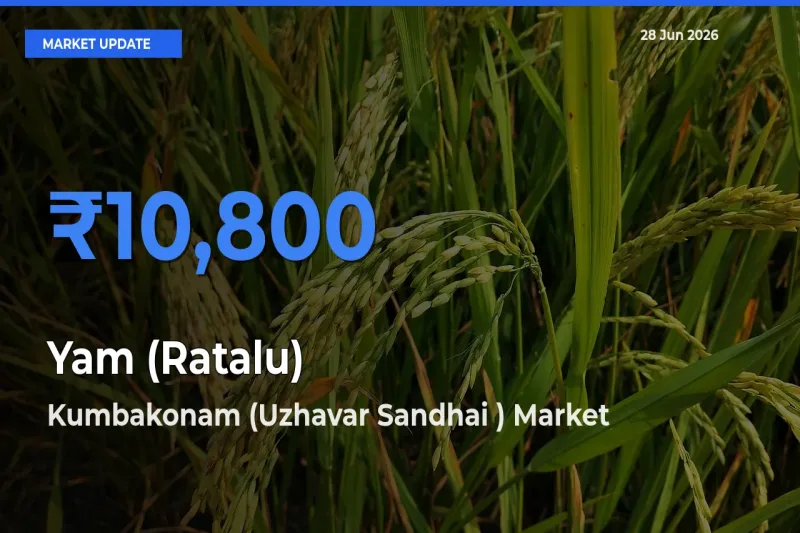 Kumbakonam (Uzhavar Sandhai ) Leads as Top Mandi for Yam (Ratalu) Prices
