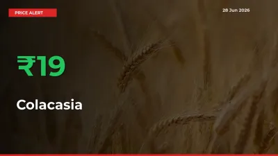 Big Rally! Colacasia Climbs 18.61% in 24 Hours at Top Mandis