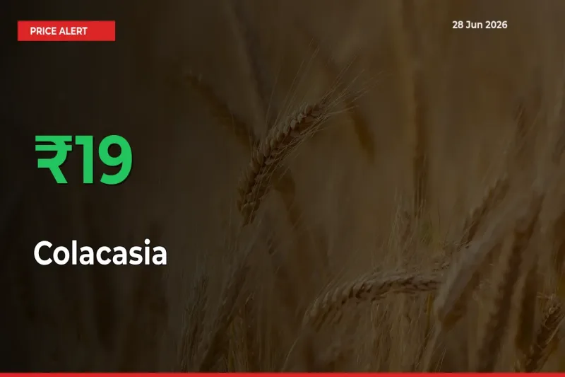 Big Rally! Colacasia Climbs 18.61% in 24 Hours at Top Mandis