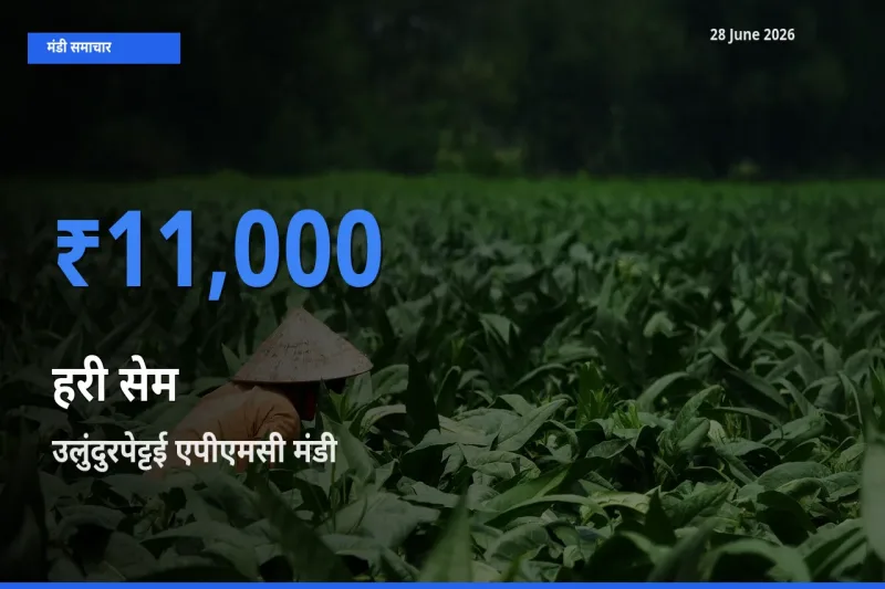 28 June अपडेट: हरी सेम के सबसे ऊँचे दाम उलुंदुरपेट्टई एपीएमसी मंडी में