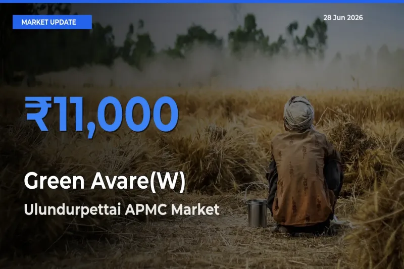 Ulundurpettai APMC Leads as Top Mandi for Green Avare(W) Prices