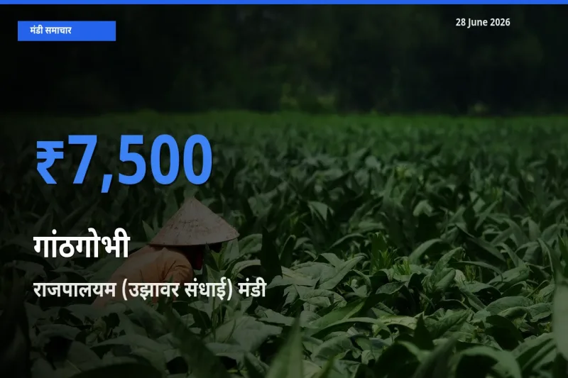 किसानों की पसंद बना राजपालयम (उझावर संधाई), गांठगोभी के सबसे अच्छे दाम