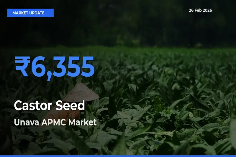 Unava APMC Offers ₹6,355 – Highest Castor Seed Rate Today