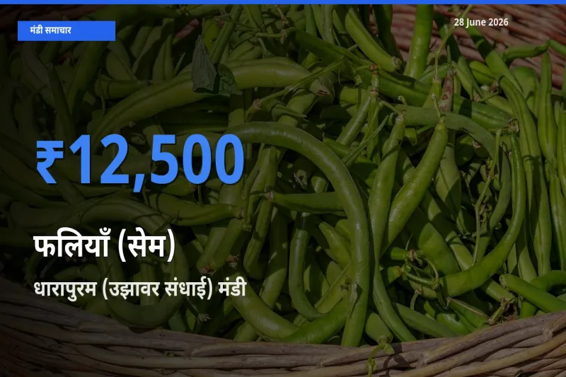 टॉप मंडी बना धारापुरम (उझावर संधाई)! फलियाँ (सेम) के सबसे ऊँचे दाम यहीं दर्ज