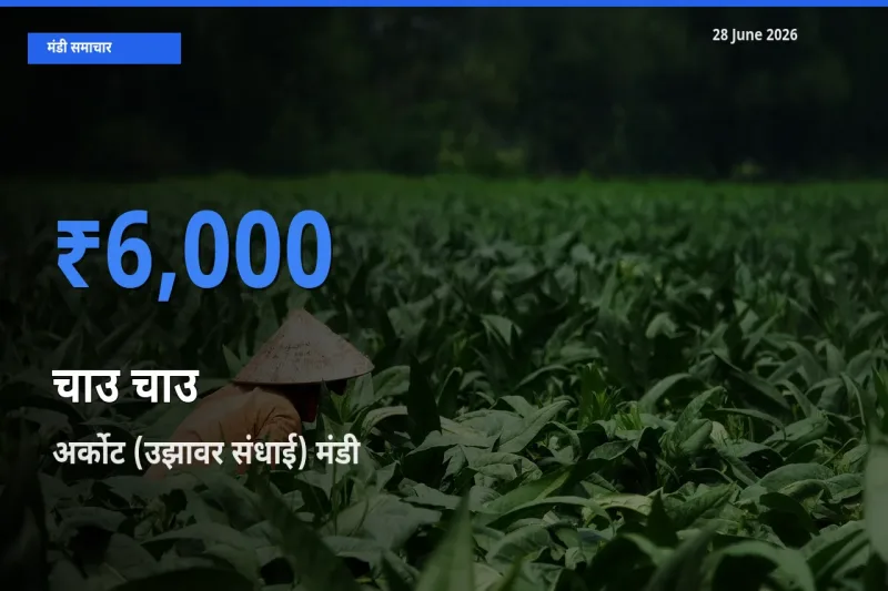 किसानों की पसंद बना अर्कोट (उझावर संधाई), चाउ चाउ के सबसे अच्छे दाम