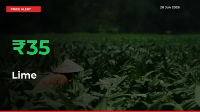 This Mandi Records 35.04% Jump in Lime Prices