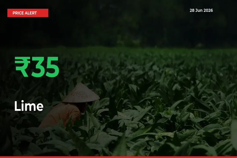 This Mandi Records 35.04% Jump in Lime Prices