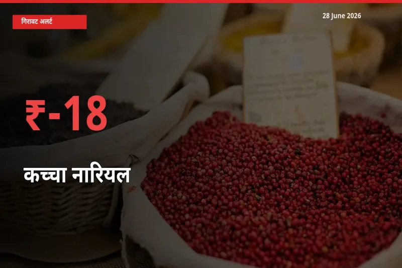 18.45% की गिरावट! मंडी में कच्चा नारियल के दाम अचानक टूटे