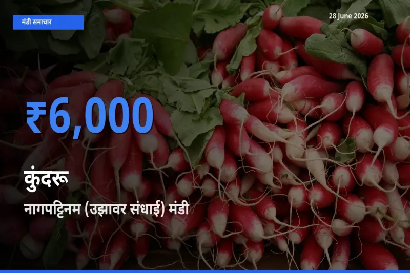 टॉप मंडी बना नागपट्टिनम (उझावर संधाई)! कुंदरू के सबसे ऊँचे दाम यहीं दर्ज