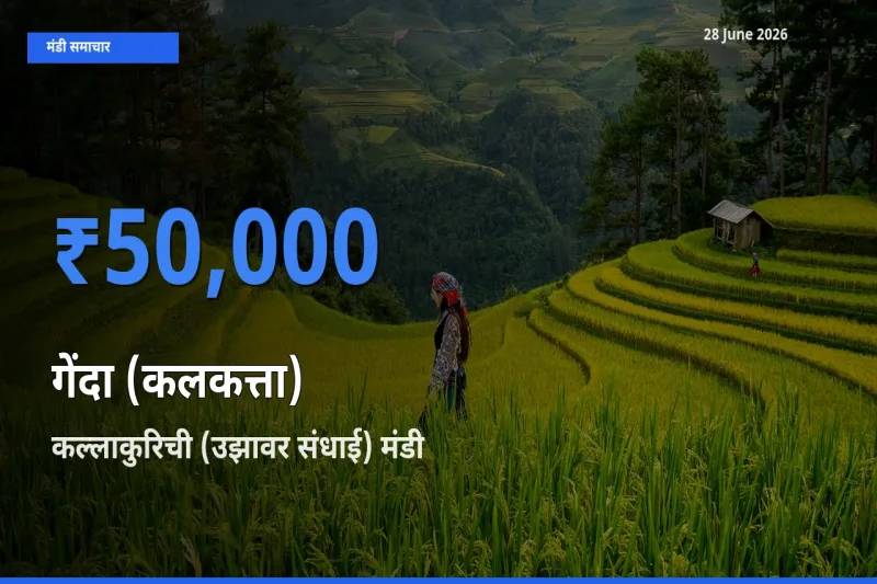 28 June अपडेट: गेंदा (कलकत्ता) के सबसे ऊँचे दाम कल्लाकुरिची (उझावर संधाई) मंडी में