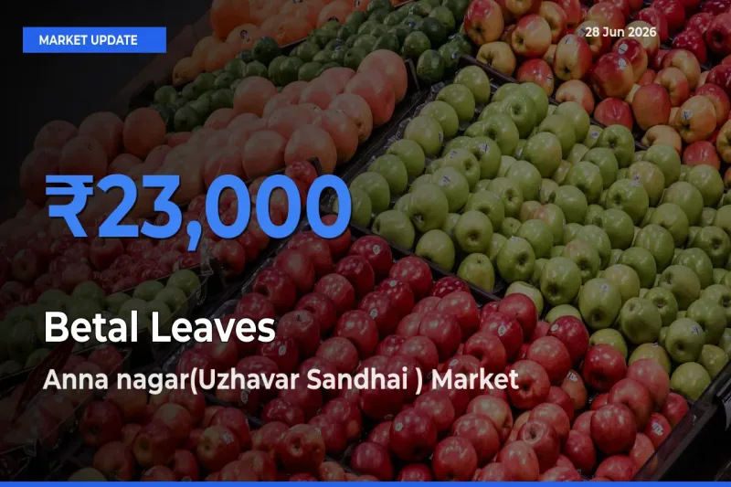 Market Watch: Anna nagar(Uzhavar Sandhai ) Becomes Top Mandi for Betal Leaves