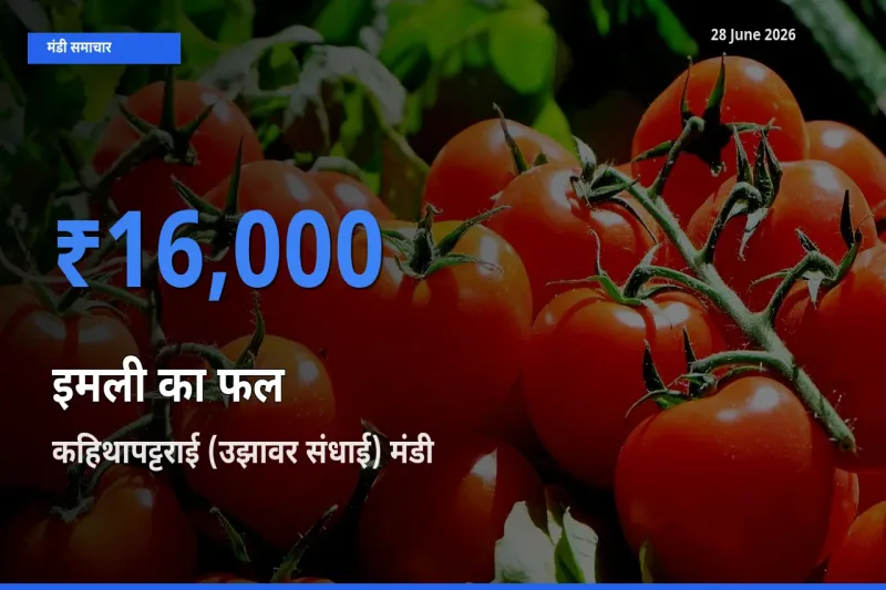 कहिथापट्टराई (उझावर संधाई) मंडी में आज इमली का फल के सबसे ऊँचे दाम दर्ज