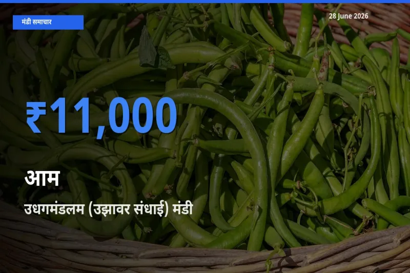 टॉप मंडी बना उधगमंडलम (उझावर संधाई)! आम के सबसे ऊँचे दाम यहीं दर्ज