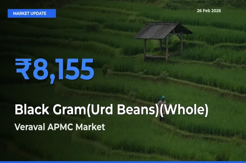 Veraval APMC Tops Black Gram(Urd Beans)(Whole) Mandi Rates Today