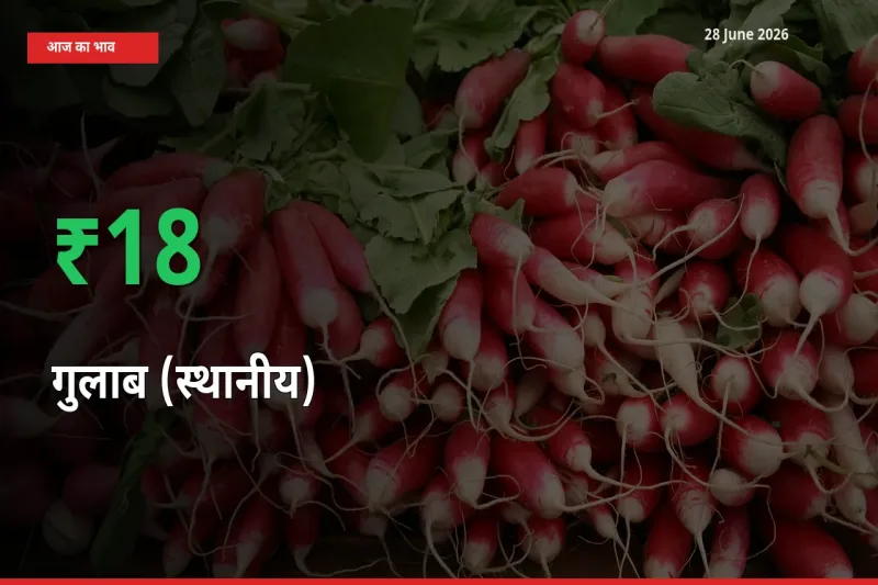 बाज़ार संकेत: गुलाब (स्थानीय) के भाव मंडी में 18.21% ऊपर