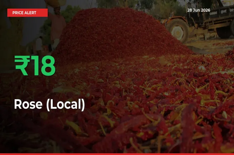 Why Rose (Local) Prices Rose 18.21% in a Day at Mandis