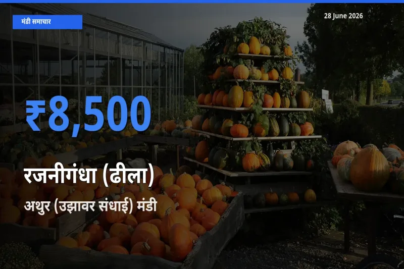 किसानों की पसंद बना अथुर (उझावर संधाई), रजनीगंधा (ढीला) के सबसे अच्छे दाम
