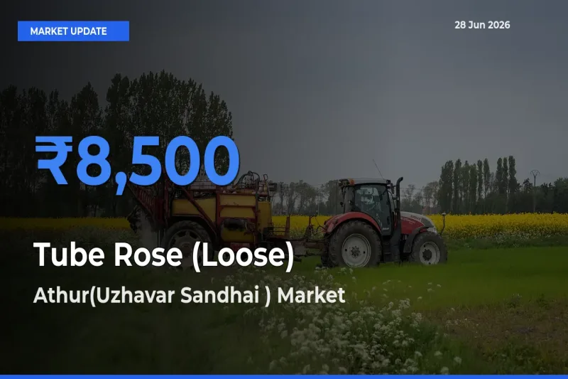 Athur(Uzhavar Sandhai ) Records Highest ₹8,500 Rate for Tube Rose (Loose)
