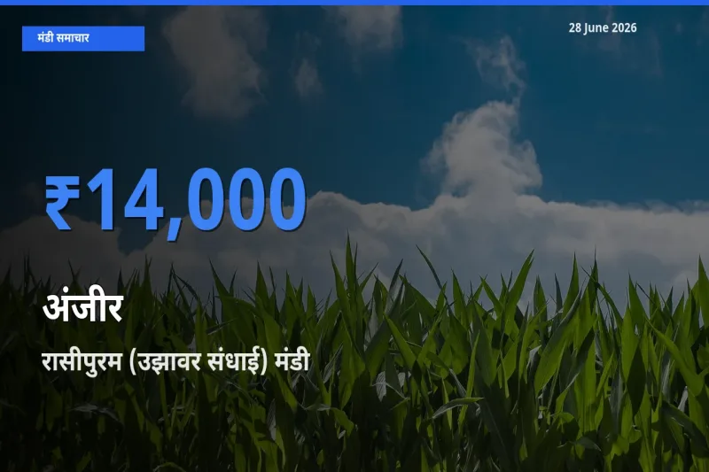 किसानों की पसंद बना रासीपुरम (उझावर संधाई), अंजीर के सबसे अच्छे दाम
