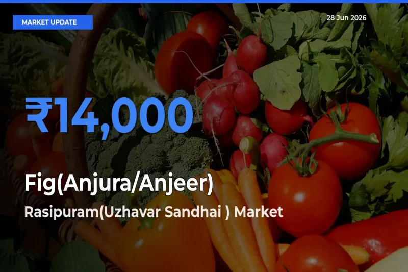 Top Performer! Rasipuram(Uzhavar Sandhai ) Offers Best Fig(Anjura/Anjeer) Price Today