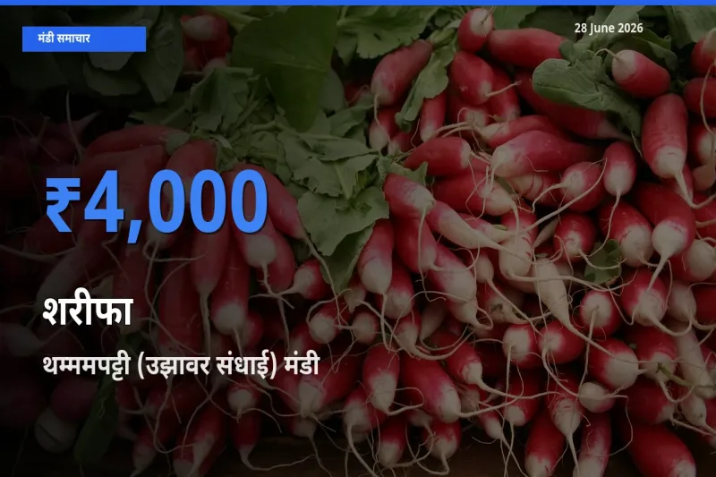 टॉप मंडी बना थम्ममपट्टी (उझावर संधाई)! शरीफा के सबसे ऊँचे दाम यहीं दर्ज