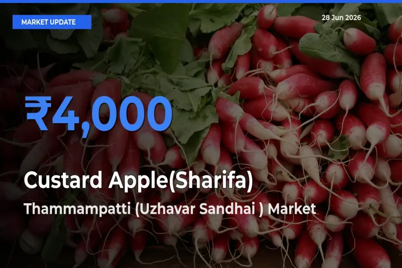 Thammampatti (Uzhavar Sandhai ) Records Highest ₹4,000 Rate for Custard Apple(Sharifa)