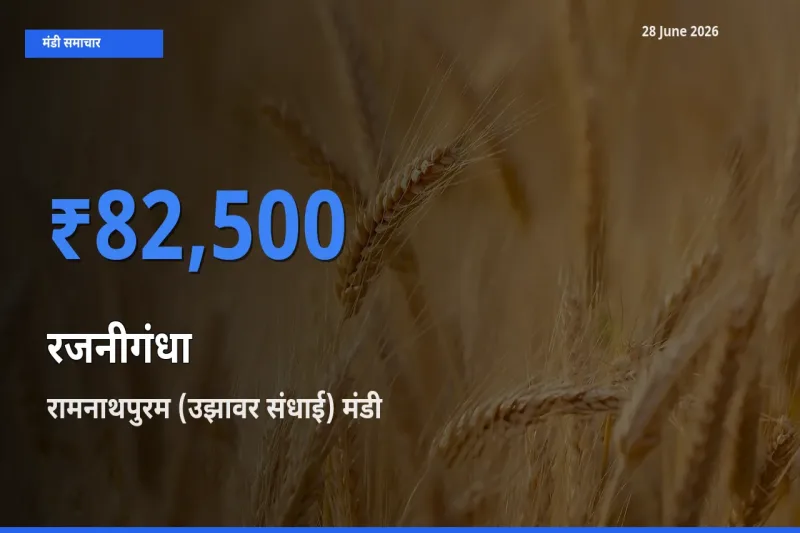 आज रजनीगंधा के सबसे ज़्यादा दाम रामनाथपुरम (उझावर संधाई) मंडी में दर्ज